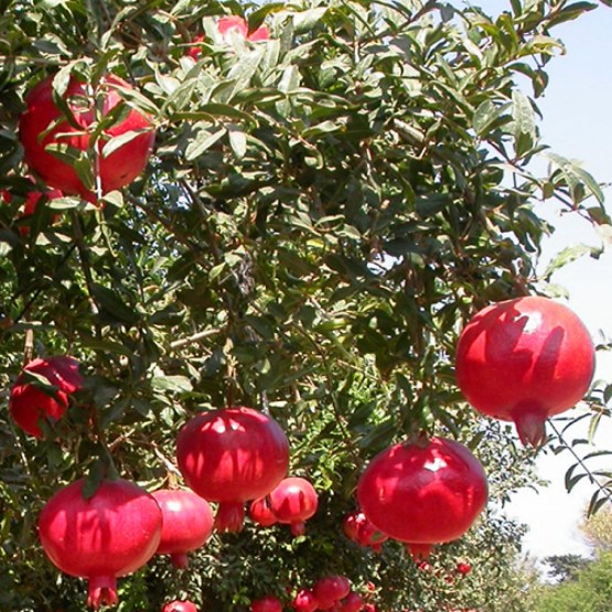 pomegranate Seedless